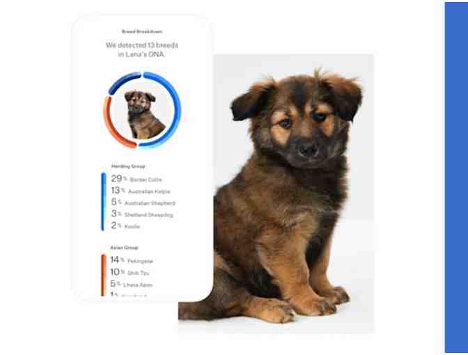 RAFFLE: WISDOM PANEL - Dog DNA Collection Kit