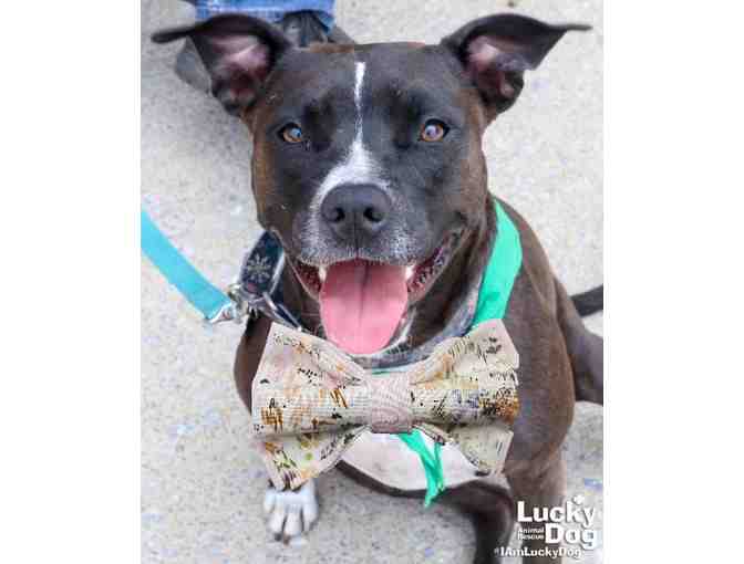 A Springtime Bow for Ellie May