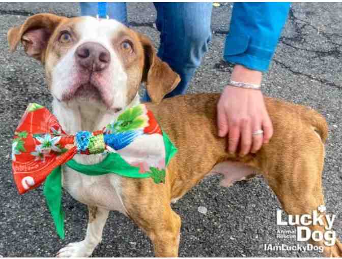 BOWTIE FOR THE GOOD BOY