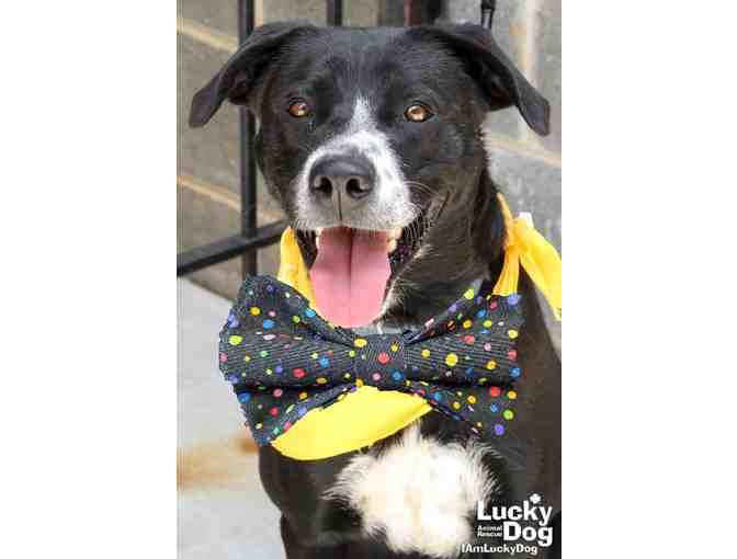 GIFT A PROPER BOWTIE TO BRIDGERTON!