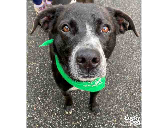 GIFT A PROPER BOWTIE TO BRIDGERTON!