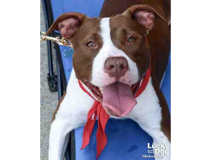 KIWI GREEN IT IS FOR KIKO!