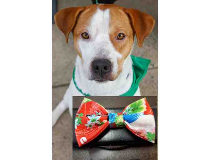 Bowtie for Lucky Dog Spencer - Photo 1