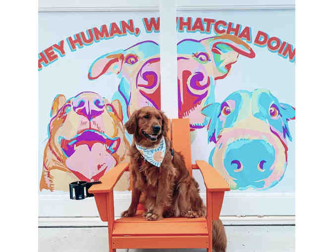 A Barking GOOD TIME! at Bark Social, MD - annual membership - Photo 1