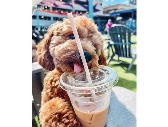 A Barking GOOD TIME! at Bark Social, MD - annual membership - Photo 3