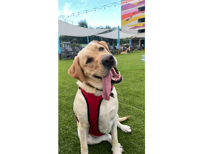 A Barking GOOD TIME! at Bark Social, MD - annual membership - Photo 6