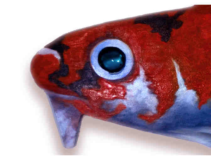 'Coy Koi Fish' - by Claudia Kaufman