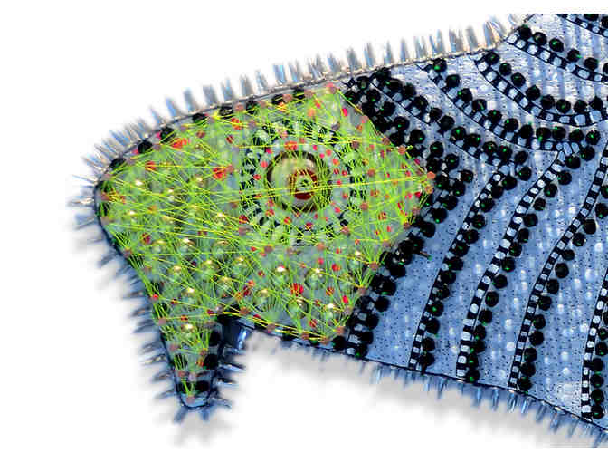 'Codasaurus' - by Susan J. Schrader