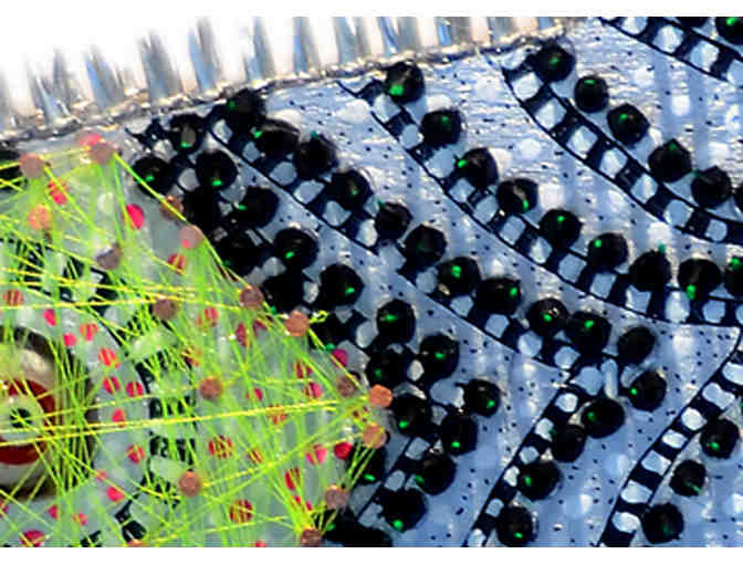 'Codasaurus' - by Susan J. Schrader