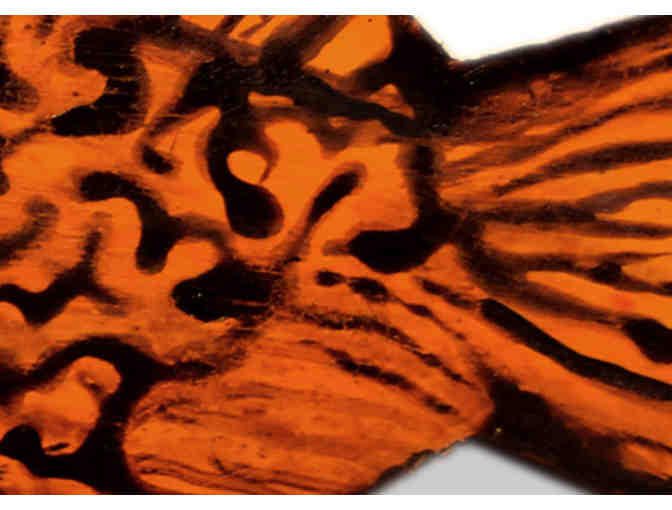 'Orange Dollie Magic' - by Susan Dodge