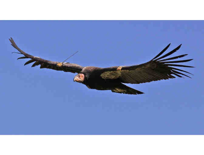 The Perfect Package for the Avid Natural Historian!