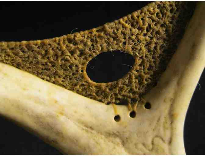 Dreamcatcher, by Lenny Novak