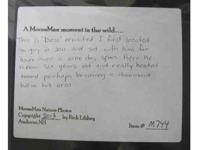 Two photographs by Rick Libbey, 'Boss Revisited' (moose) and 'Family Portrait' (loons)