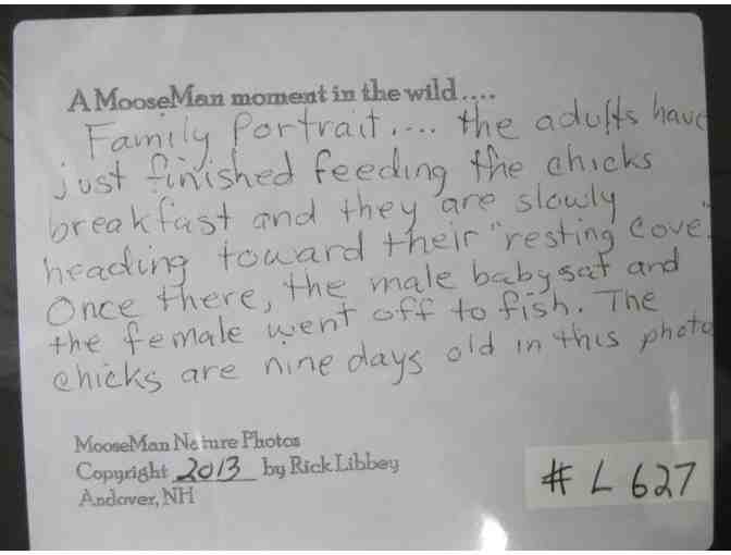 Two photographs by Rick Libbey, 'Boss Revisited' (moose) and 'Family Portrait' (loons)
