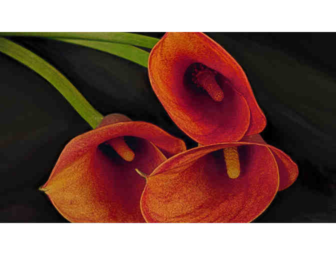 Fine Art Photography - Decor for your Home