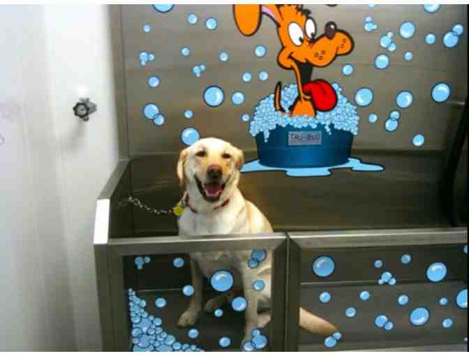 Dog Washes for a Year at RedLine Speed Shine's Dog Wash