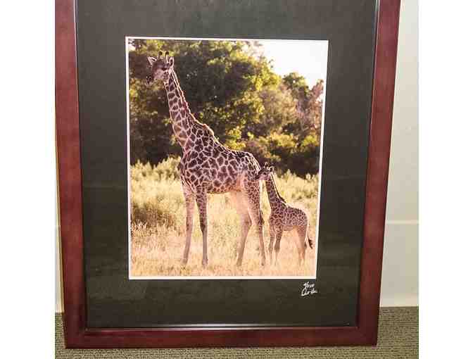 'Giraffe with Young'  by HeimWorksArt Photography and Notecards
