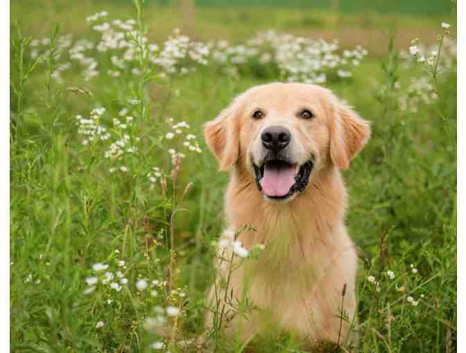 A Pet Photography Session including a 16-inch by 20-inch Canvas