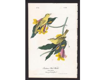 Original Audubon Print with Authenticating Documents