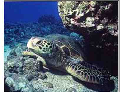 Aqua Adventures - Molokini Crater and Turtle Arches Snorkle Trip for 2
