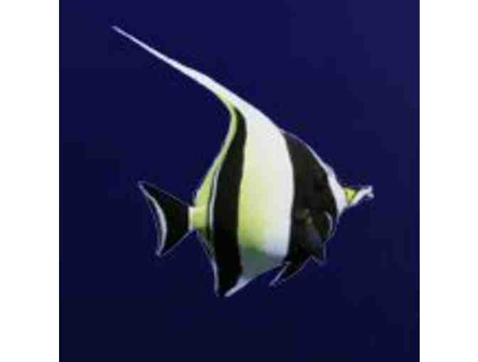 Aqua Adventures - Molokini Crater and Turtle Arches Snorkle Trip for 2