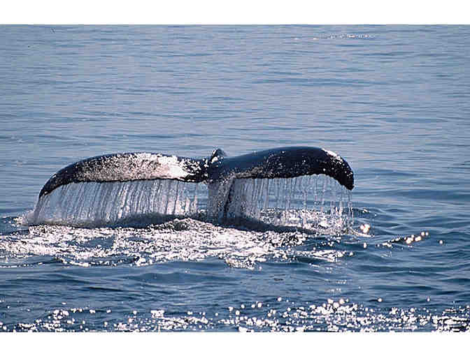Hawaii Ocean Project- Round Trip For Two on Molokai Ferry