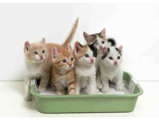 Donate Cat Litter for the Shelter Cats