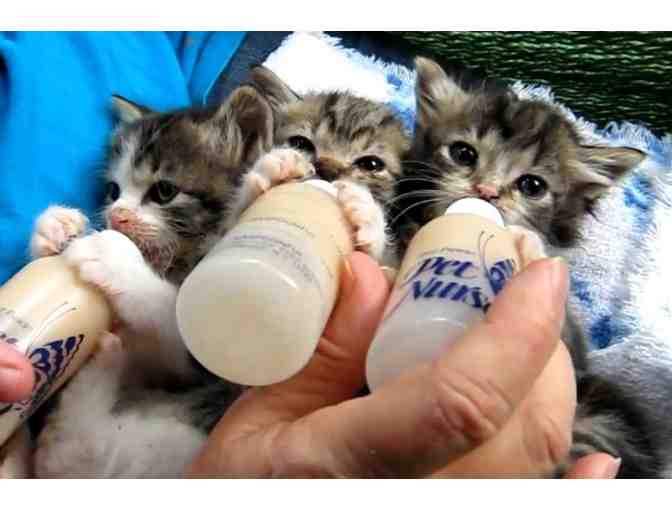 Kitten Shower: Donate $25 worth of Kitten 'Formula'