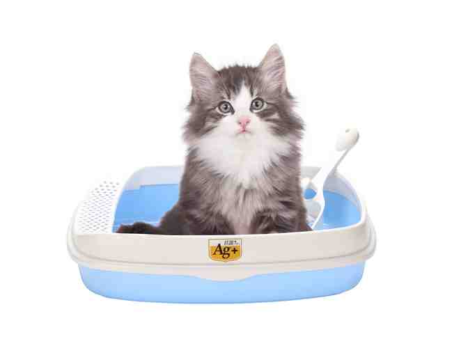 Kitten Shower: Donate $40 for Kitty Litter