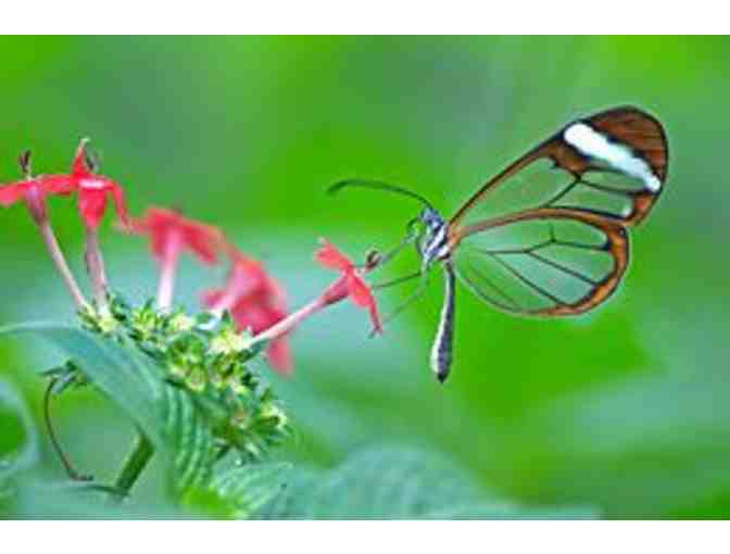 The Butterfly Place (Westford, MA) - $35 certificate