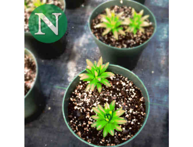 Nunan Florist & Greenhouses $50 Gift Card