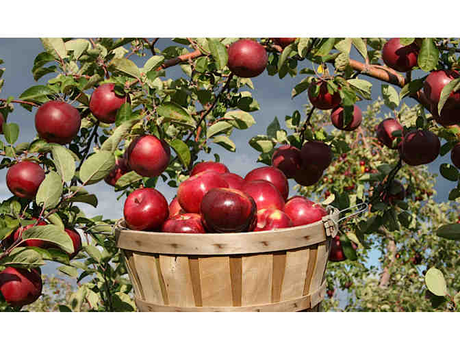 Apple Picking Package #1 - Brooksby Farm, Peabody MA - Photo 1