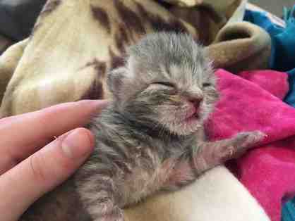 Fund a Need: Kitten Nursing Bottle
