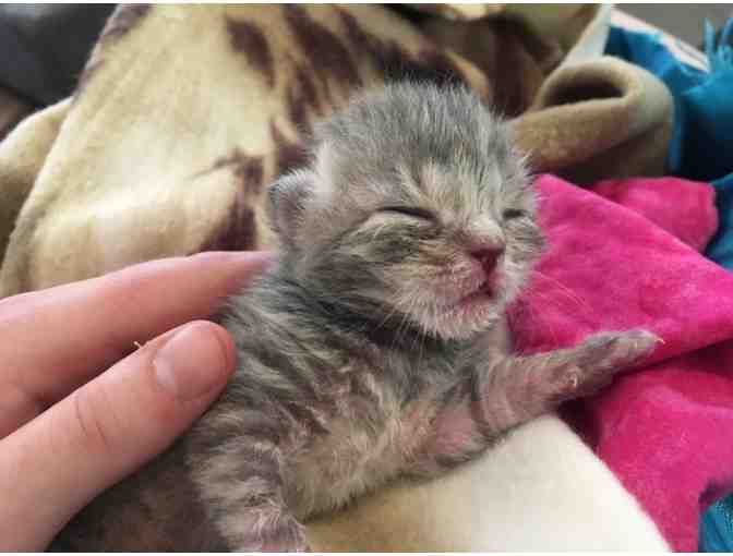 Fund a Need: Kitten Nursing Bottle - Photo 1