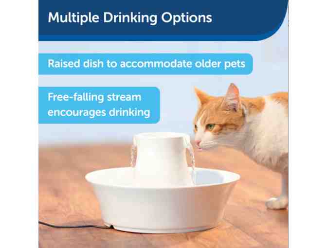 Pet Automatic Feeder & Porcelain Water Fountain