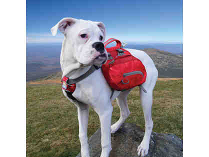 Kurgo Gift Pack for your 30-85 lb Outdoorsy Dog!