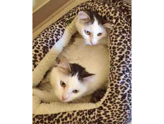 Sponsor a Cat! 'Cherry Birch' - A Quiet Feline Companion