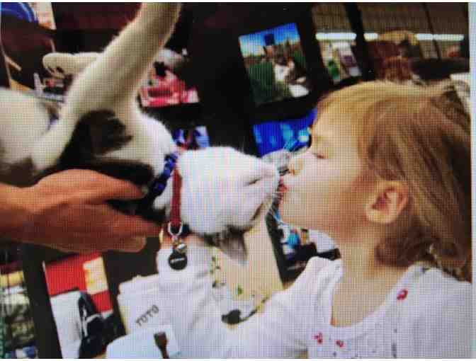 TOTO THE TORNADO KITTEN VISIT