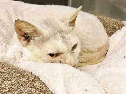 Fund a Need: Special Hypoallergenic Food