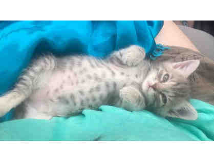 Fund a Need: Kitten Formula