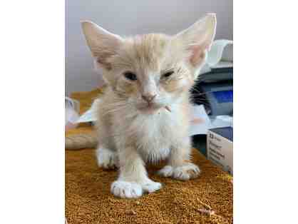 Fund a Need: Carrot & Potato