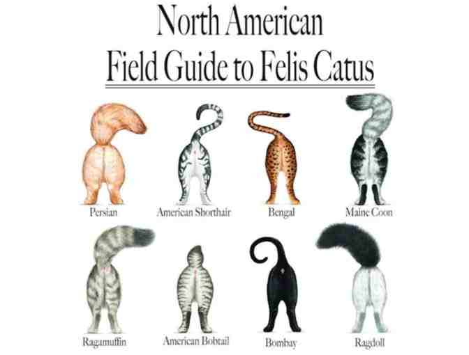 North American Field Guide To Felis Catus T-Shirt, size medium