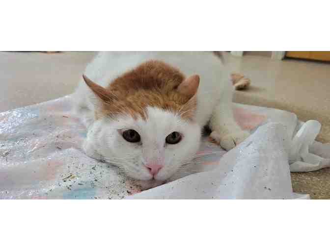 MRFRS Colors Kitty Paw Painting