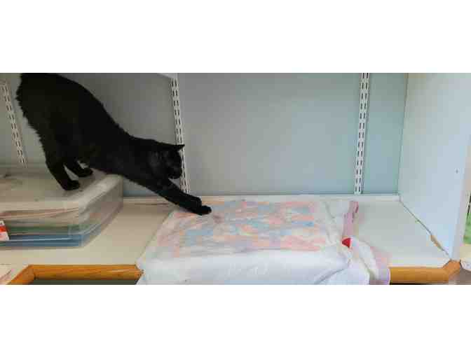 MRFRS Colors Kitty Paw Painting