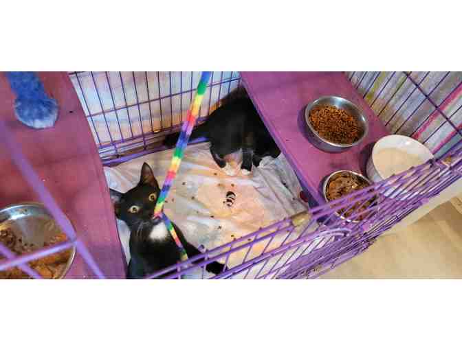 Rainbow Kitten Paw Painting