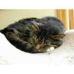 The LeBaron Perry Family