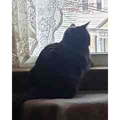 Friends of Phantom Kitty