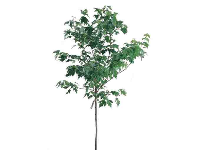 2.5' Caliper Red Maple tree - Delivered and planted