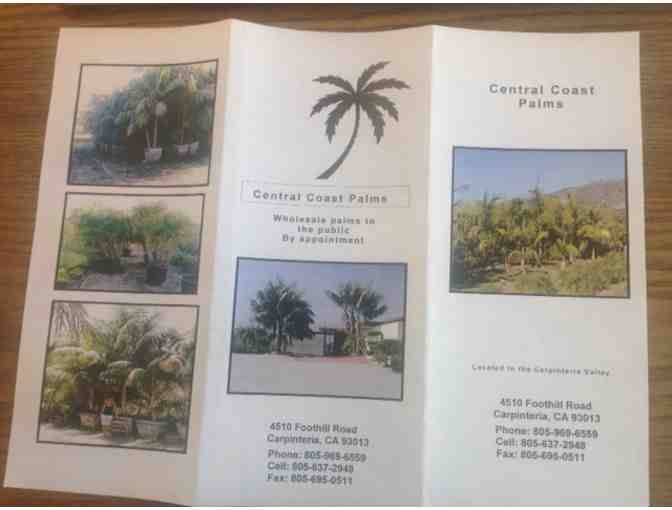 Central Coast Palms- Two 15 Gallon Exterior Palms