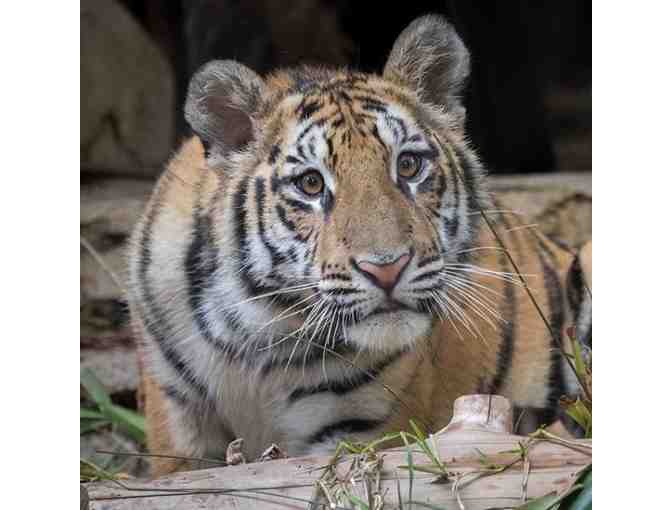 Caravan Safari Adventure (w/Park Admission) + ( 2 ) Night Stay!